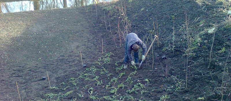 Beplanting
